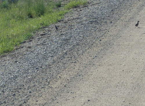 GDMBR: 1 more Ptarmigan chick made a dash across the road and 2 chicks went back for the grass.